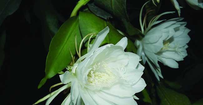 花语无所谓——探索花朵的多样表达（以什么花的花语是无所谓）