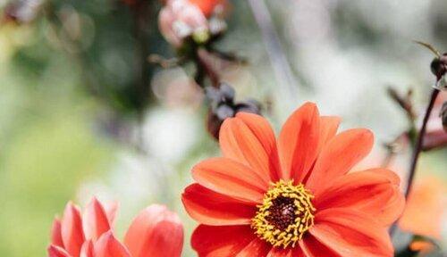 思念如花（以紫罗兰为信使）