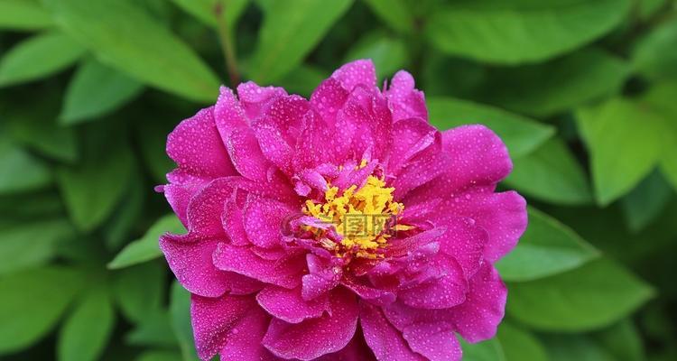 牡丹开花的象征意义（牡丹盛放）