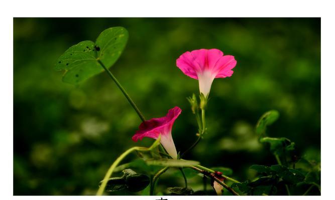 牵牛花花语（用牵牛花的花语传递爱与祝福的秘密）