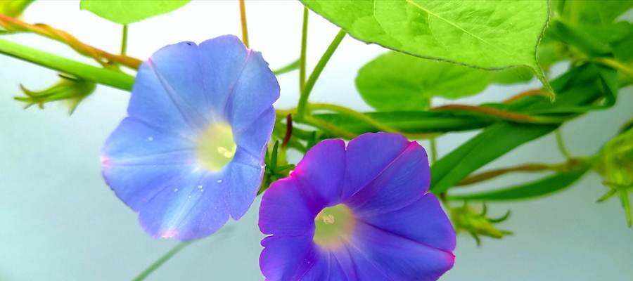 牵牛花的象征意义（探寻牵牛花的美与寓意）