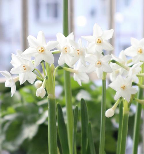 水仙花期的意义与特点（探寻水仙花期的由来与文化内涵）
