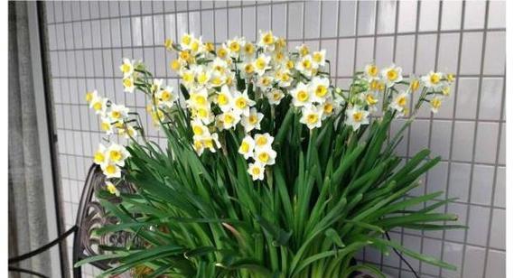 水仙花的含义与象征（美丽的水仙花开放）