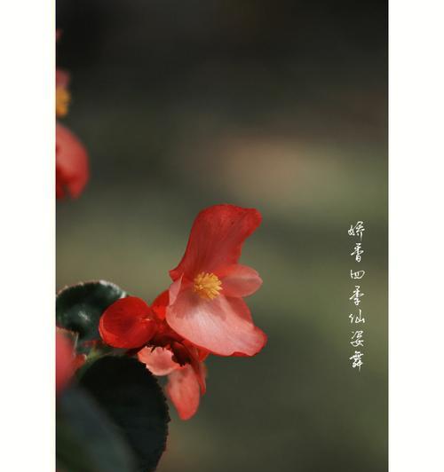 四季海棠花语的美丽故事（传承百年的繁华与坚韧）