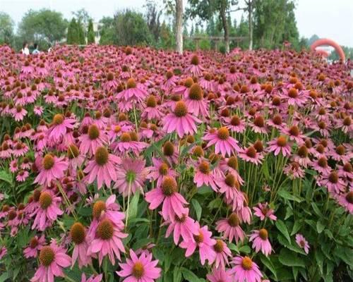 松果菊花语的含义及传承（解读松果菊的意义）