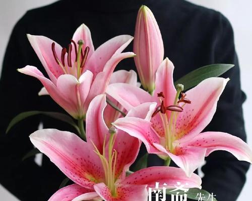 梯伯百合花语（探索梯伯百合的花语意义）