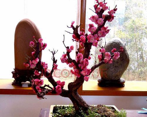 庭院梅花（寒冬中的绽放与意义｜）