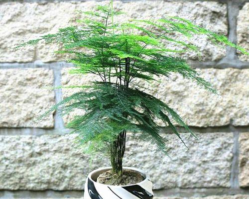 文竹花语之美（文竹花语的深层意涵与传承）