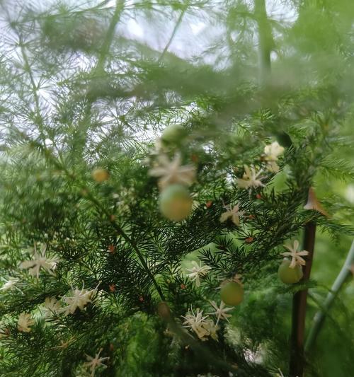 文竹开花的寓意（生命的奇迹与希望）