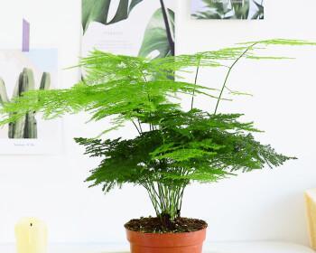 以文竹爬的高（以文竹爬的高）