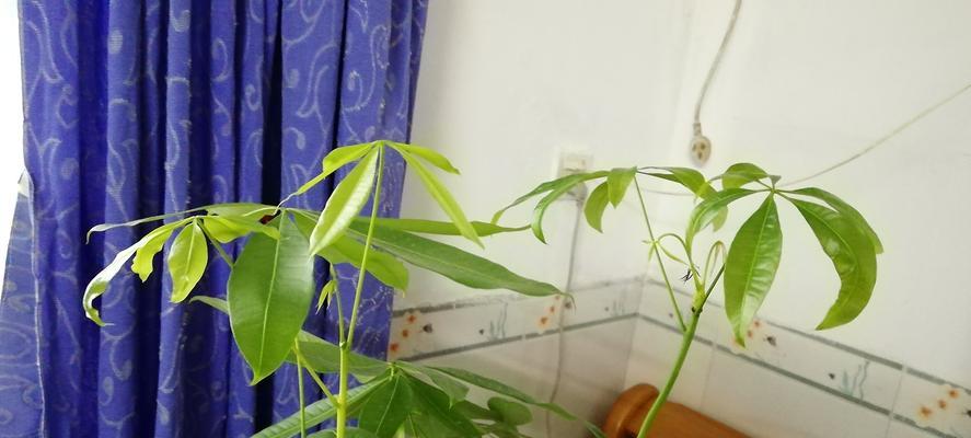 葡萄糖粉的神奇用途（浇花）