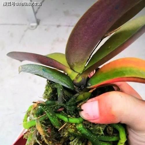 葡萄糖（揭秘葡萄糖浇花的真相）
