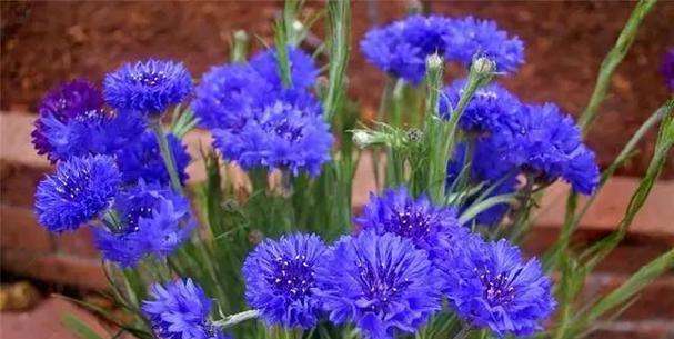 矢车菊花语之多彩情感（探寻矢车菊花的意义与表达方式）