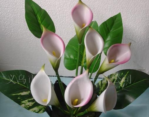 彩色马蹄莲花（彩色马蹄莲花的寓意和神奇之处）