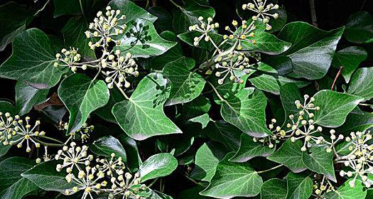 常春藤的花语（揭示常春藤花的含义）