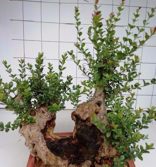 以赤楠代表意思的探究（红木文化的象征与传承）