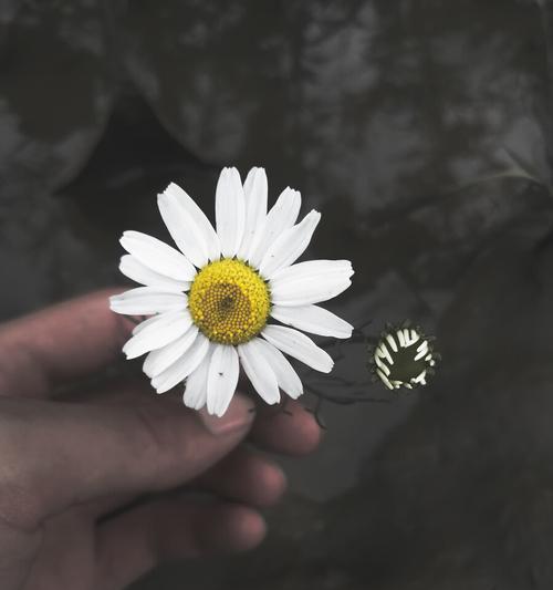 雏菊花语（探寻雏菊的花语）