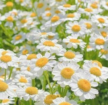 小雏菊的花语及其意义（揭秘小雏菊的花语）