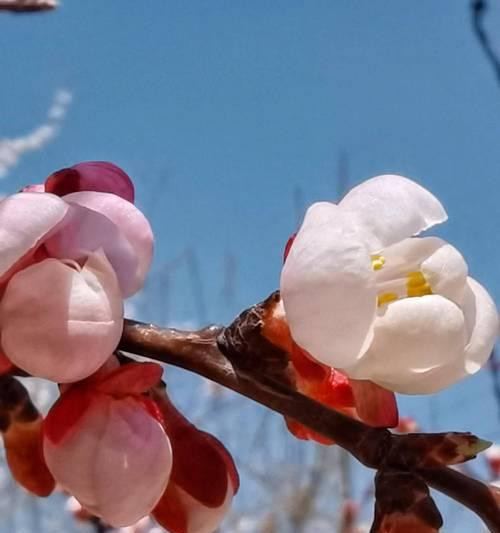 春天的花朵（春意盎然）