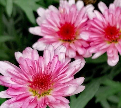 翠菊花语（翠菊花语中的含义及象征意义）