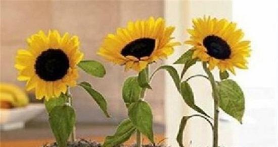 《代表暗恋的花之美丽与寂寞》（暗恋的感受）