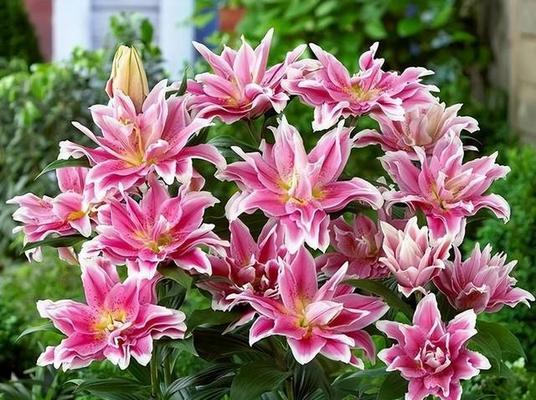 春意盎然，花开满园（迎接春天的花海）