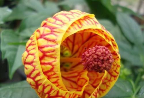 生与死之间的花海（探寻象征死亡的花卉世界）