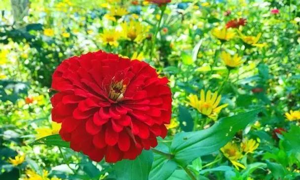 夏日花海——夏天的代表花卉大览（盛夏花海中的绚烂色彩与芬芳香气）
