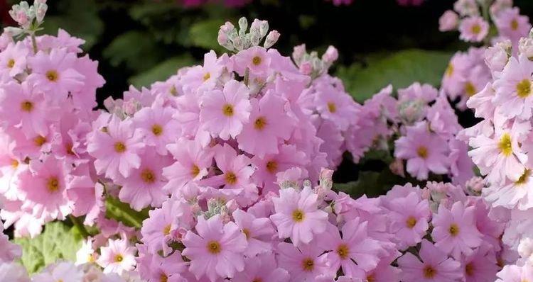 友情之花（探寻代表友情的花的独特魅力）