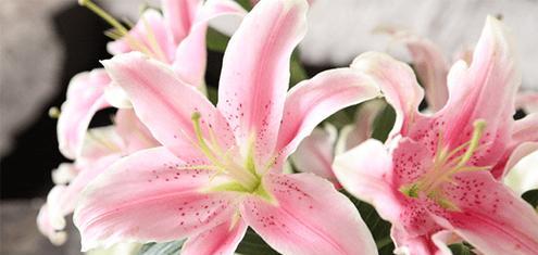 友谊之花（传递情感）
