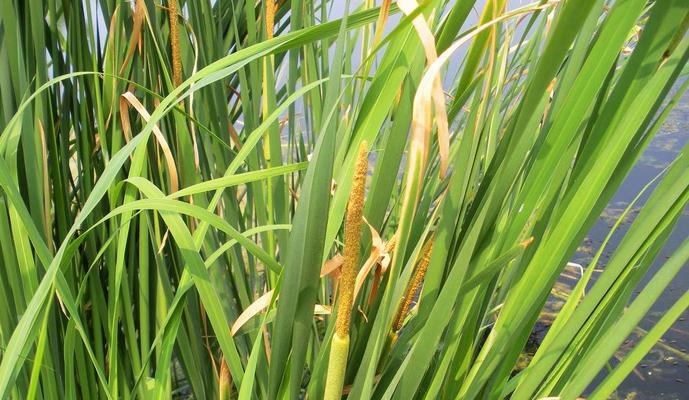 蒲笋——神奇的湿地植物