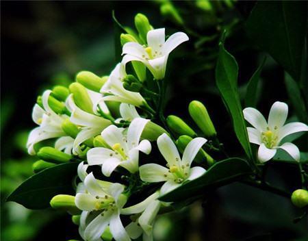 七里香花期及其神秘魅力（探寻七里香花的开花期）