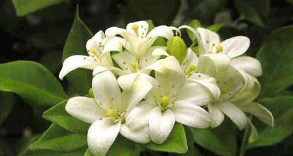 七里香的开花时间和花期（一年开几次花）