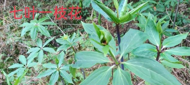 七叶一枝花，又名什么（这种神奇植物的生命力有多强）