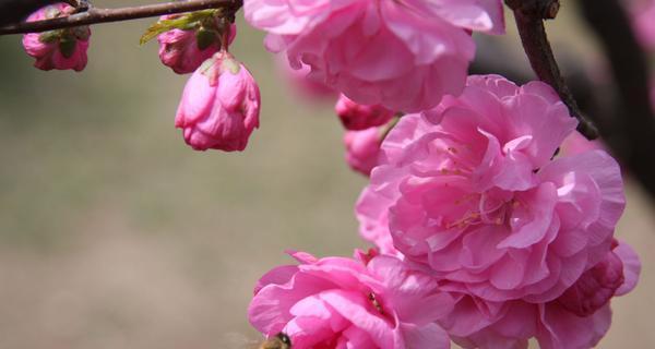 探寻榆叶梅花的深刻寓意（传递着爱与希望的梅花语言）