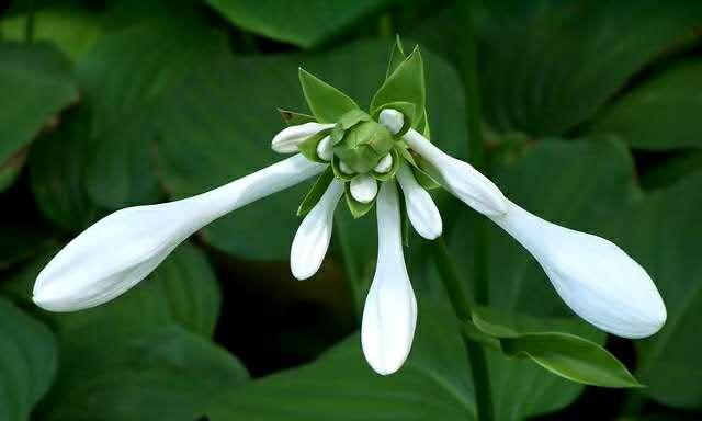 玉簪花的花语及其象征意义（探索玉簪花的神秘之美）