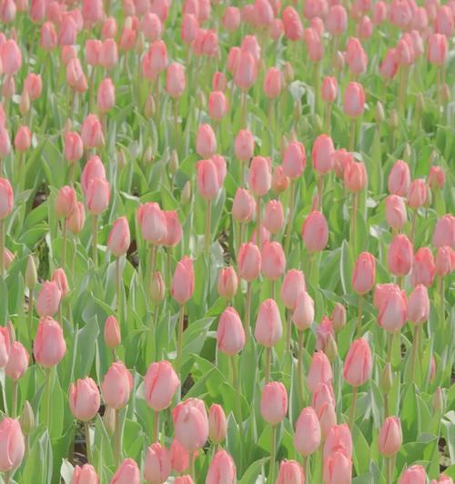 郁金香（探索郁金香的花语）