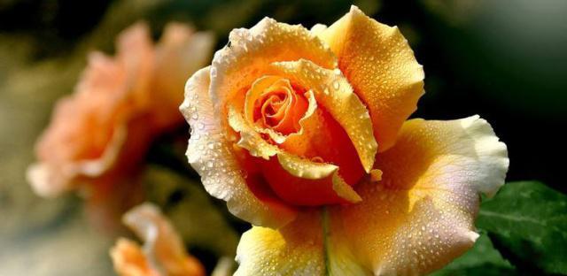 月季花语与情感交融（探索月季花语的深层含义）