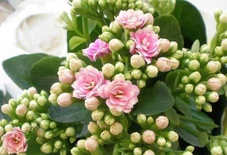 长寿花的寓意与花语（长寿花的象征意义及传达的寓意）