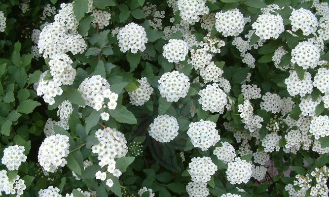 珍珠绣线菊花（探索珍珠绣线菊花的花语与传奇）