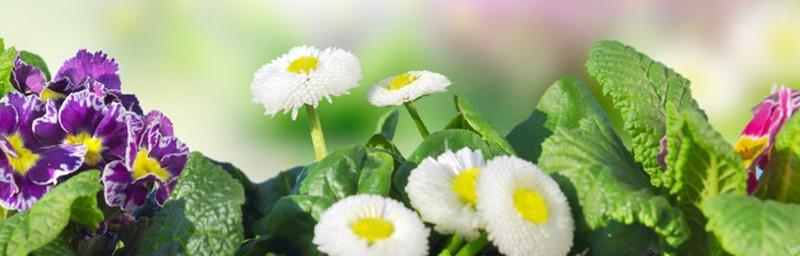 以皱菊的花语及其象征意义（探寻以皱菊的花语与美丽寓意）