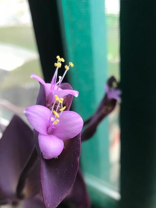 紫罗兰花的寓意——寻找希望与坚持（勇敢面对困境）