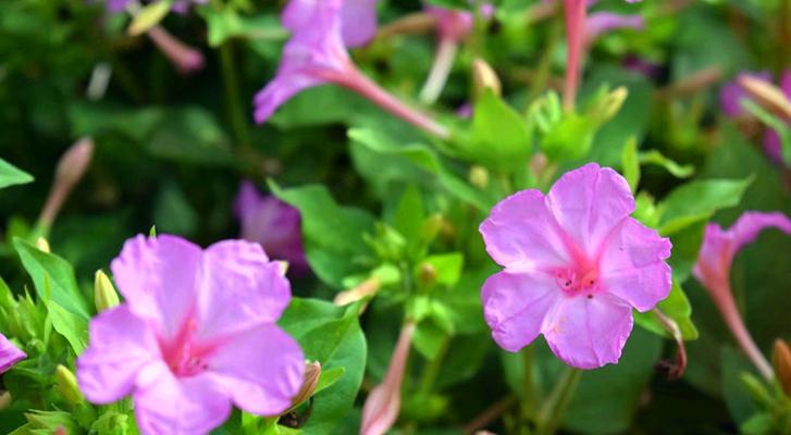 紫茉莉花语（关于紫茉莉花的含义与象征）