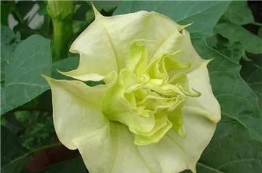 紫色曼陀罗花的花语与意义（探寻紫色曼陀罗花的神秘之美）