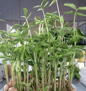花生的生长过程（从开花到结果）
