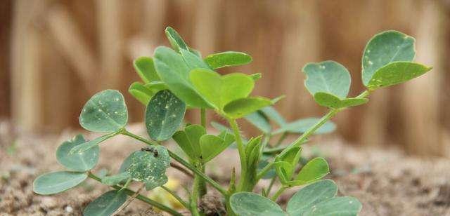 花生的生长习性与营养价值（探究花生的生物特征与种植技巧）