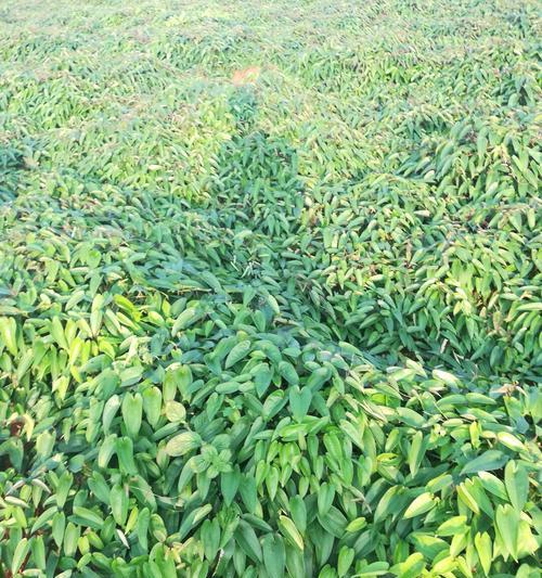淮山是一种可以生吃的蔬菜吗（探讨淮山的营养价值和食用方法）
