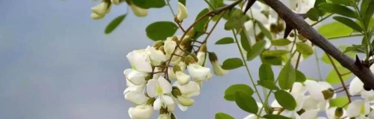 槐花之美——探寻槐花的品质与精神（槐花）