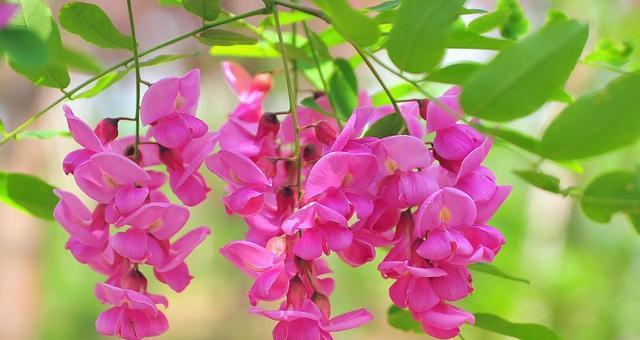 槐花的颜色与花语：探寻槐花的五彩人生