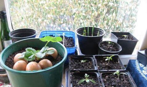 坏鸡蛋变废为宝，成花草肥料的好选择（废物利用）